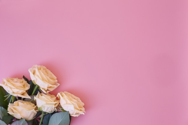 Rosas frescas sobre un fondo liso rosa con lugar para el texto