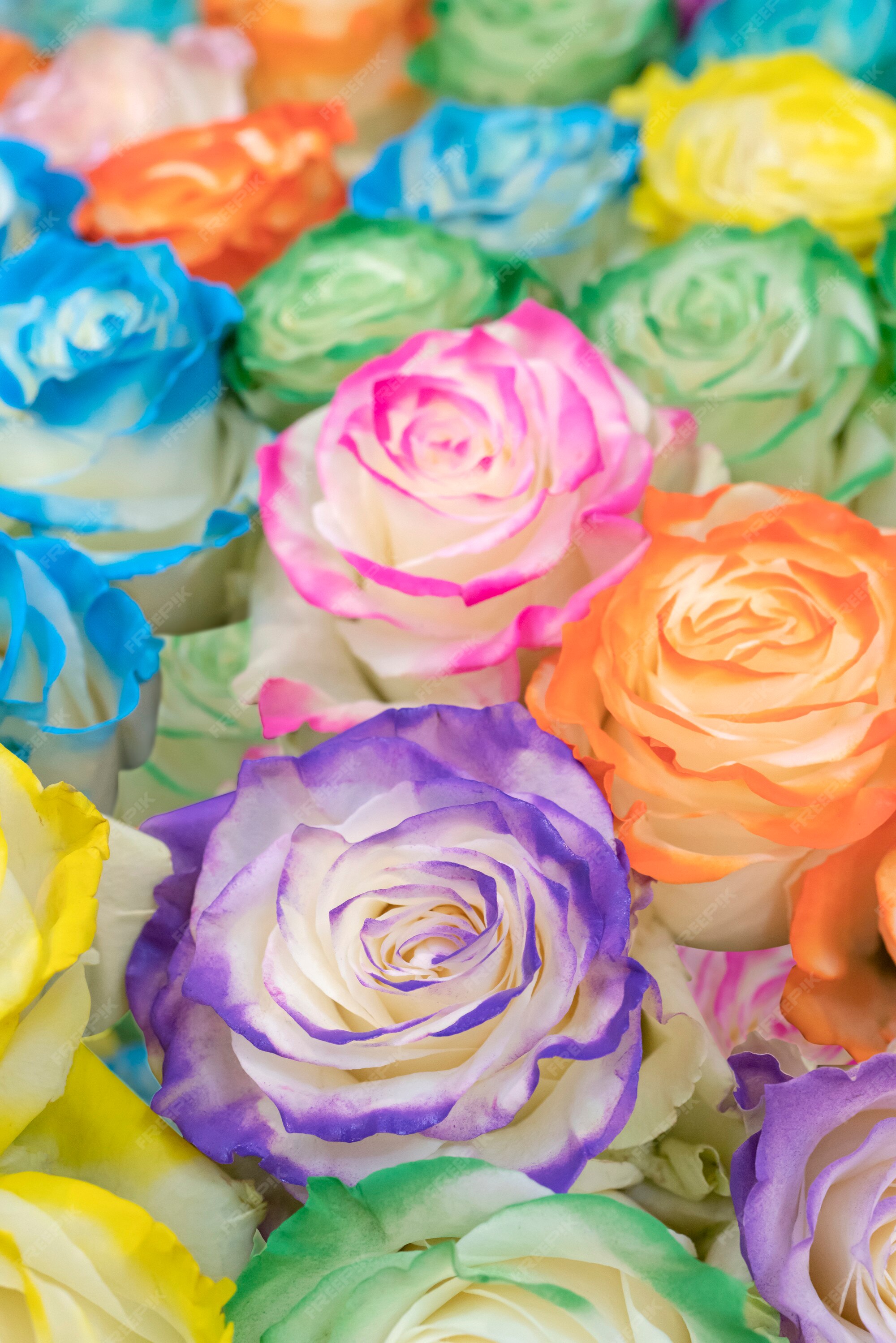 Rosas grandes de varios colores. | Foto Premium