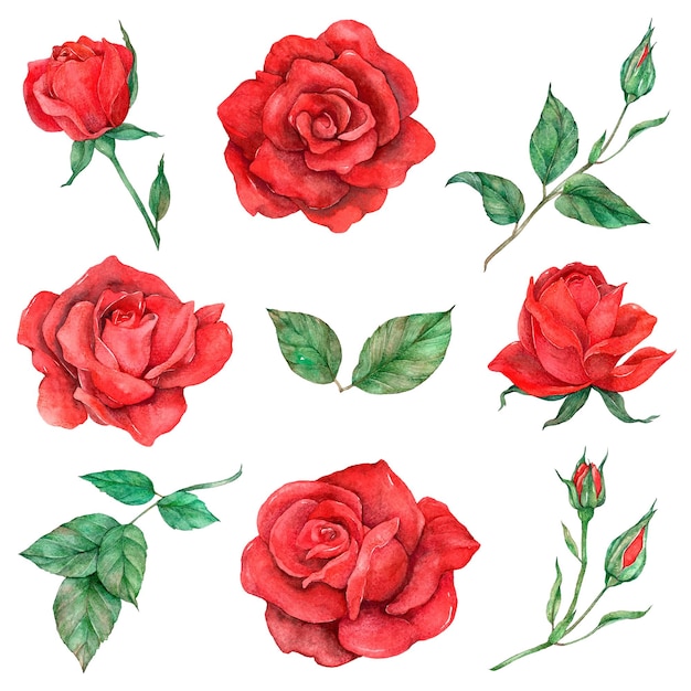 Rosas y hojas en fondo transparente