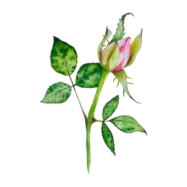 Rosas Ilustração em aquarela de rosas cor-de-rosa brilhantes Ilustração botânica flores