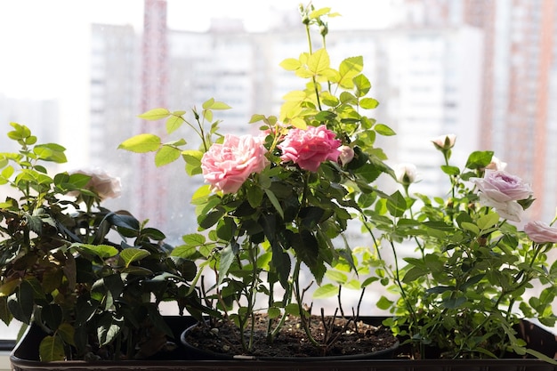 Rosas de interior en el jardín de la casa, rosas en macetas