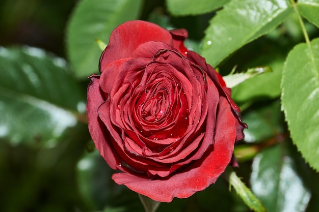 Rosas en el jardín de una casa de campo después de la lluvia.