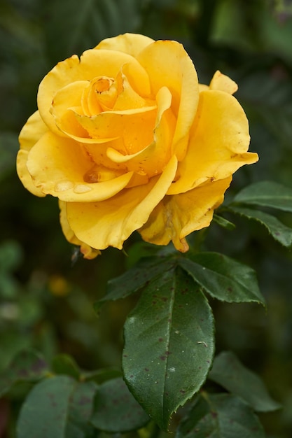 Foto rosas en el jardín de una casa de campo después de la lluvia.