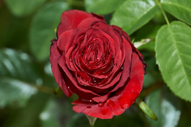 Rosas en el jardín de una casa de campo después de la lluvia.