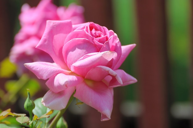 Rosas en el jardín de la casa.