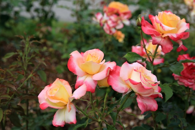 Rosas en el jardín de la ciudad