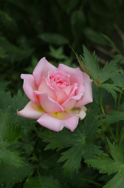 Rosas en el jardín Grandes flores de rizo Rosa rosa en el campo Planta de flores que crece en el jardín