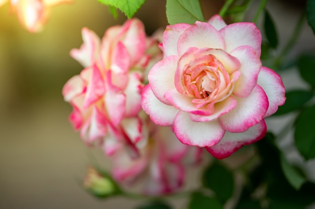 Rosas en el jardín, hermoso día soleado.