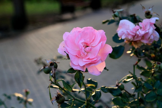 Rosas en el jardín Rosas rosadas y fondo natural.