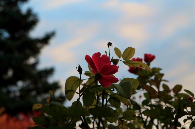 Rosas en el jardín Rosas rosadas y fondo natural.