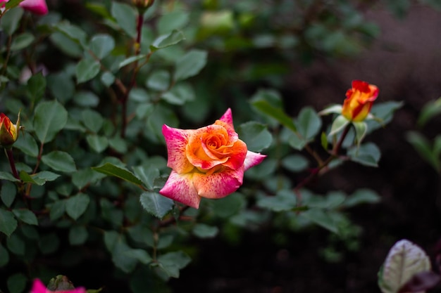 Rosas en el jardín sobre un fondo verde oscuro rosa y rojo.