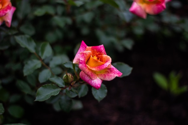 Rosas en el jardín sobre un fondo verde oscuro rosa y rojo.