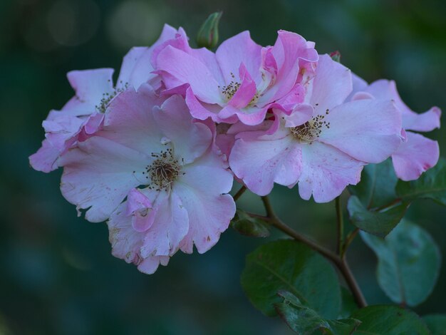 Rosas en el jardín