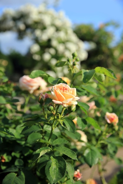 rosas en el jardin