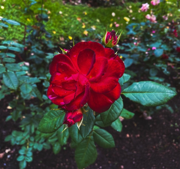 Rosas en el jardín