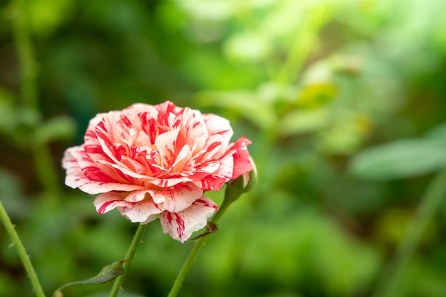 Rosas en el jardín