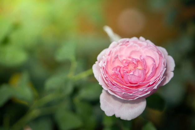 Rosas en el jardín