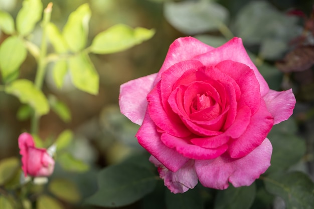 Rosas en el jardín