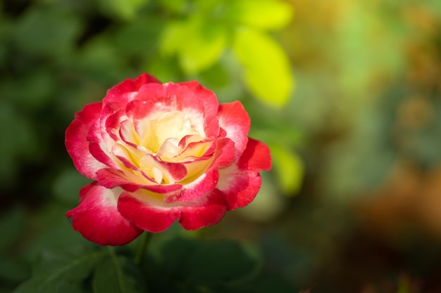 Rosas en el jardín