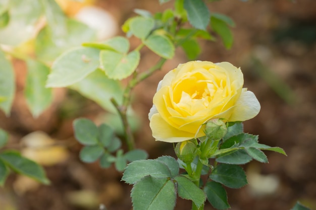 Rosas en el jardín