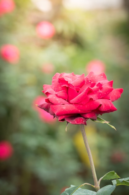 Foto rosas en el jardín