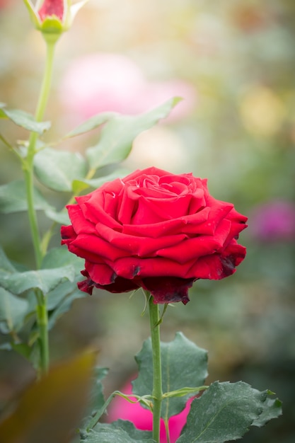 Rosas en el jardín