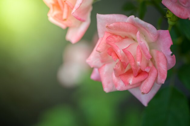 Rosas en el jardín