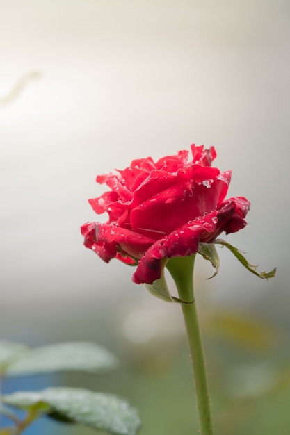 Rosas en el jardín