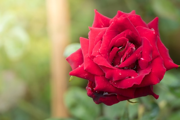 Rosas en el jardín