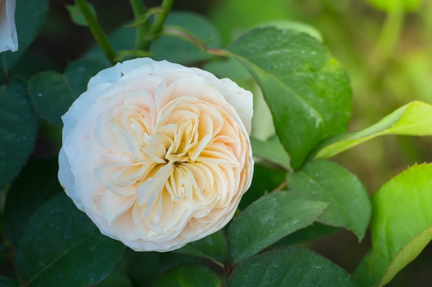 Rosas en el jardin