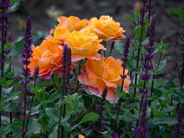 rosas laranja brilhantes e sálvia lilás