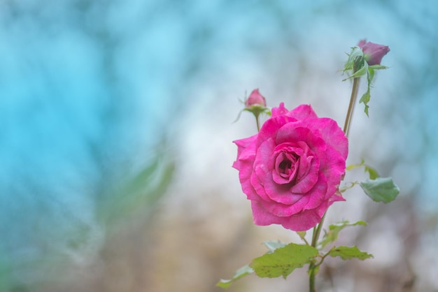 Rosas de lavanda púrpura en el jardín