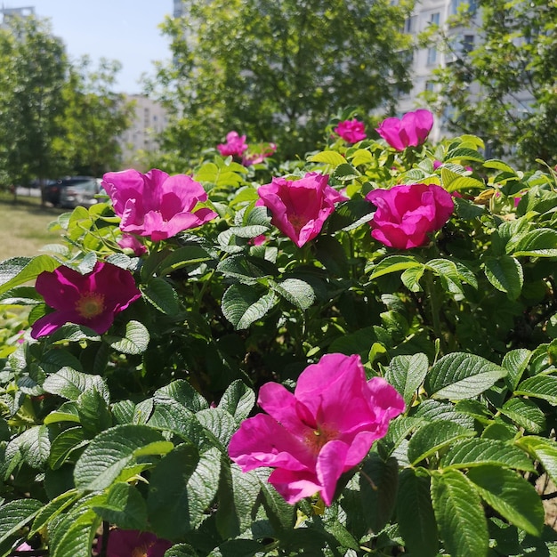 Foto rosas lindas de um arbusto ornamental