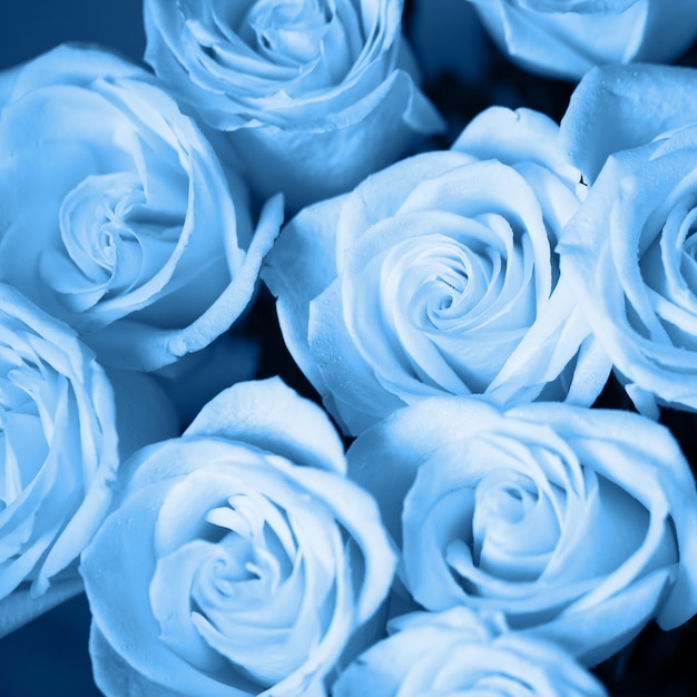 Rosas macias com gotas de orvalho na cor azul clássica, close-up. cor do ano 2020 conceito. foco seletivo. formato quadrado. para cartão de felicitações, mídias sociais, dia dos namorados, dia das mães, dia das mulheres