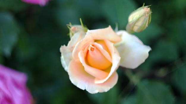 Rosas en el macizo de flores de la ciudad.