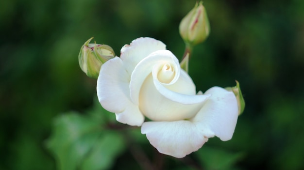 Rosas en el macizo de flores de la ciudad.