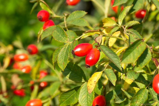 Rosas maduras em um arbusto