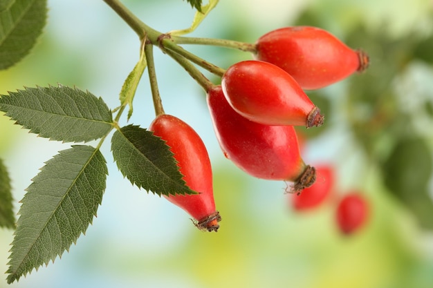 Rosas maduras em um galho com folhas sobre fundo verde