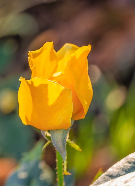 Rosas multi cor no pequeno jardim