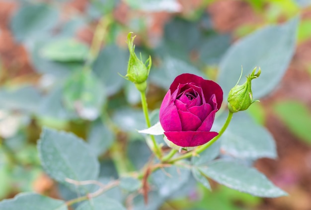 Rosas multi cor no pequeno jardim