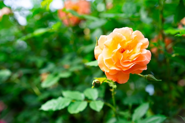 Rosas naranjas crecen en el jardín