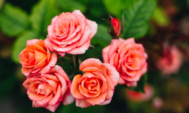 Rosas naranjas en la naturaleza con un fondo verde.