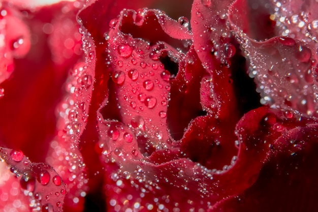 rosas naturaleza textura día suave valentine