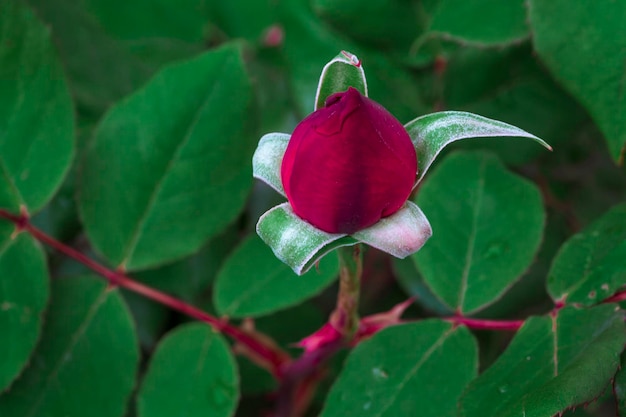 Rosas no arbusto da árvore