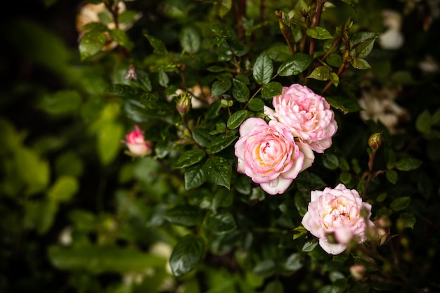 Rosas no jardim. arbusto de rosas pálido rosa sobre jardim de verão