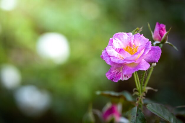 Rosas no jardim, as rosas são lindas com um lindo dia de sol.