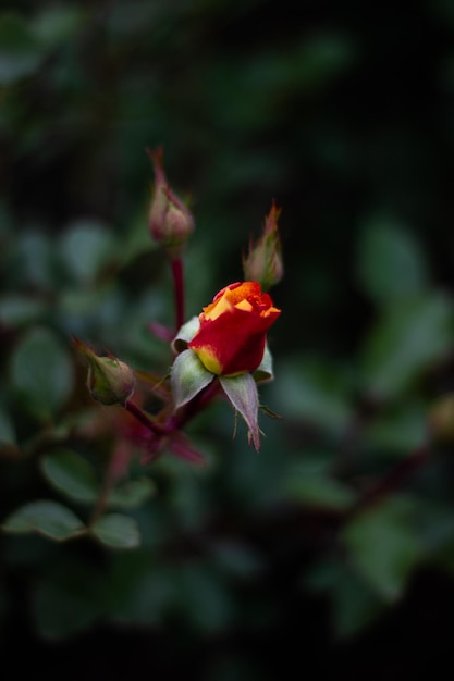 Rosas no jardim em um fundo verde escuro rosa e vermelho