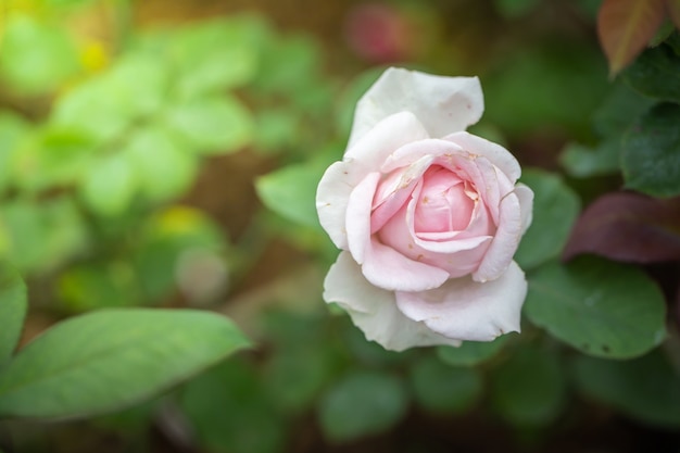 Rosas no jardim, lindo dia de sol.