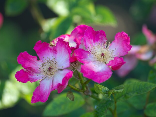 Rosas no jardim