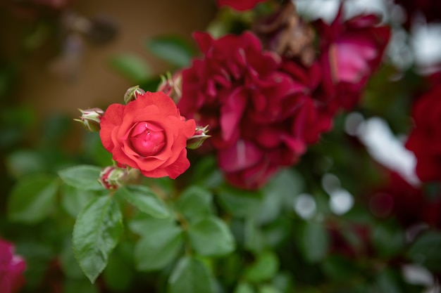 Rosas no jardim